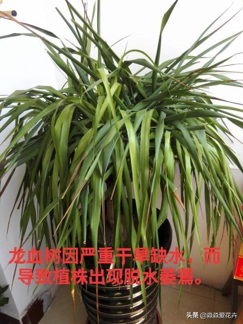 量天尺干瘪发黑:丽格海棠根部干瘪黑是怎么回事？