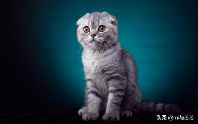 折耳虎斑猫的特点:猫猫耳朵很小，是折耳猫吗？如何辨别呢？