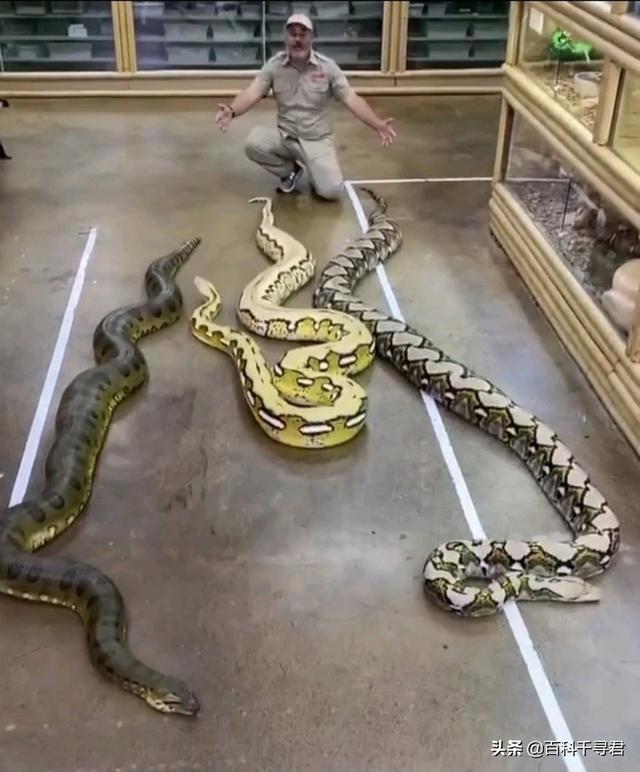 世界上最大的蛇吃人:森蚺和网纹蟒谁厉害？为什么？ 世界上最大的蛇吃人的视频