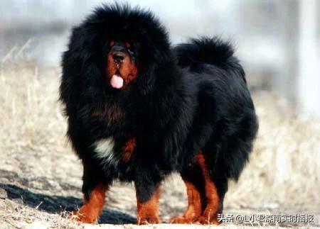 世界最凶名犬介绍图:世界最凶名犬排名前10 排名前100最忠诚最凶猛最护主的狗是那些？