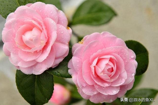 春天山茶花是什么颜色:山茶花为何不能正常开花？