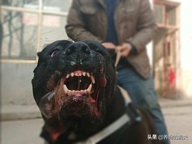 阿拉拜犬与卡斯罗犬打斗视频:卡斯罗是世界顶级护卫犬吗，战斗力如何？