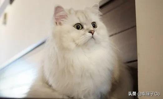 短毛波斯猫一天喂几次:为什么说养波斯猫会很费心？