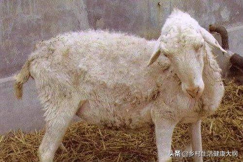 骨软骨病:骨软骨病是什么意思 、小狗得软骨病是什么症状？
