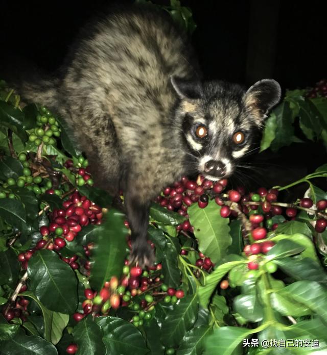 猫屎咖啡是怎么来的是猫拉的吗:猫屎咖啡真的是猫拉的便便吗，那猫吃什么的呢？