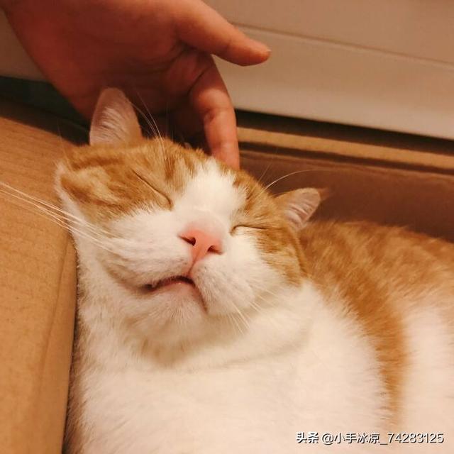 猫咪被当公主养:怎么说服父母再养一只猫？