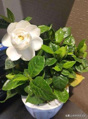 刚种的小叶桢楠树苗叶子发蔫:新买的栀子花叶越来越打蔫怎么办？