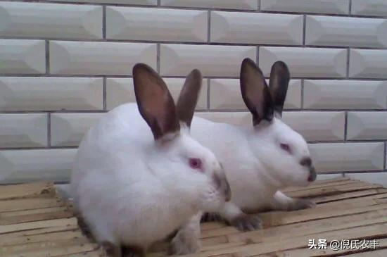 宠物兔养殖基地的兔舍常见形式:家庭农场养兔为主该怎样设计？