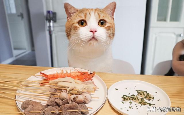 chongwu猫:宠物猫品种 猫咪会吃米饭、面食吗？为什么？