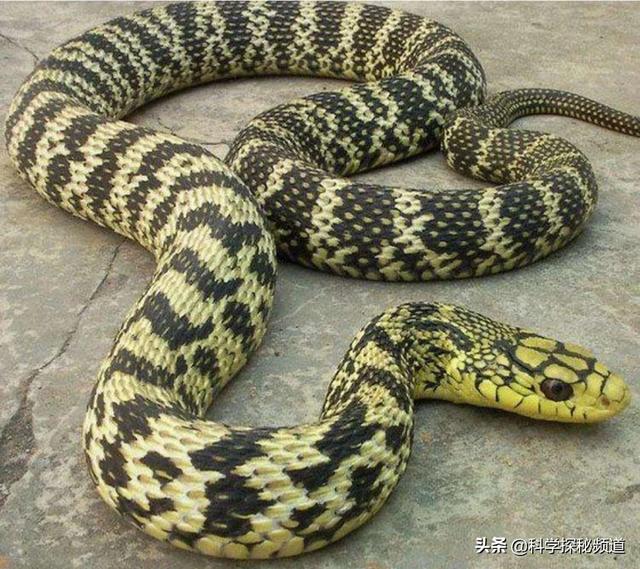 菜花蛇只是我们湖南还有湖北的叫法,其他的地方有的叫臭黄蟒,松花蛇