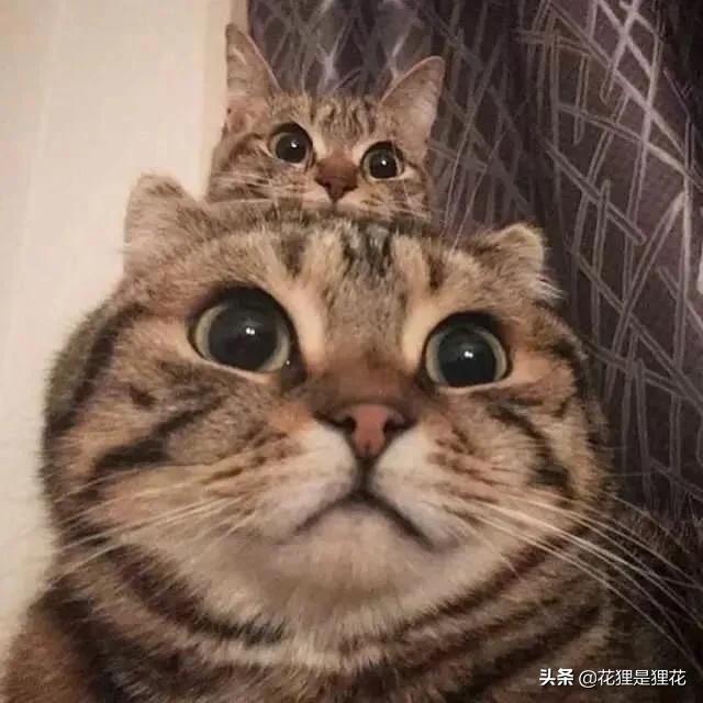 哪种宠物除味剂好:其他都好，就是味道太大，有靠谱的宠物除臭办法吗？