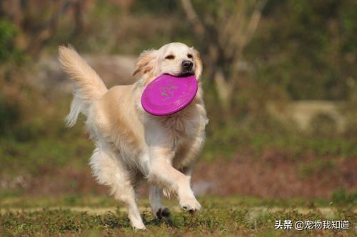 泉州市金毛犬吧:家里养金毛犬，味道大吗，爱叫吗？ 泉州同城金毛犬出售