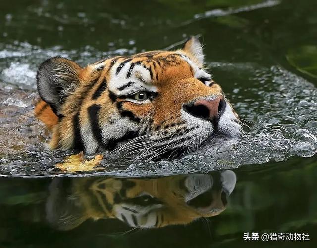 渔猫图片大全:大多数猫科动物会游泳，为什么家猫看似不会游泳？