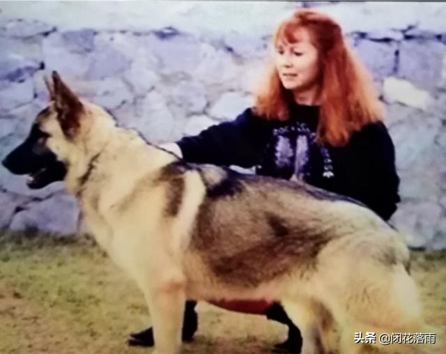 纯种小德牧:短毛德牧和长毛德牧有什么区别？