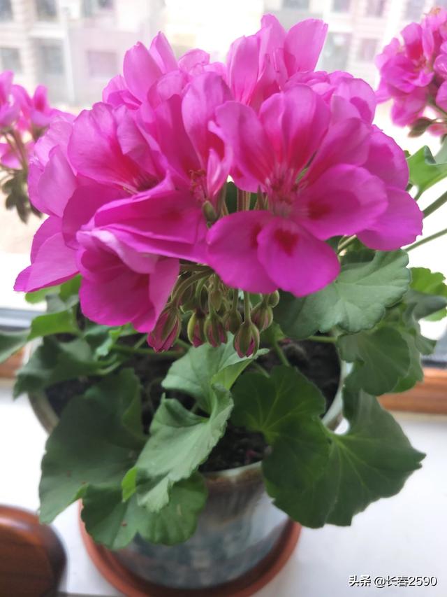 头条问答 温室里的花朵不是一时的幸福而是一生的剧痛 你怎么看 30个回答