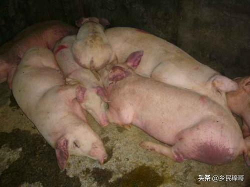 附红体病怎么检查:临产母猪附红细胞体病怎么治疗？