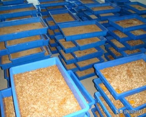 大麦虫图:大麦虫图片介绍 养殖大麦虫、面包虫需杀毒消菌吗？