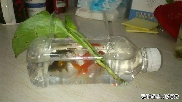 自制鱼缸视频:怎么用洗洁精瓶子做鱼缸？