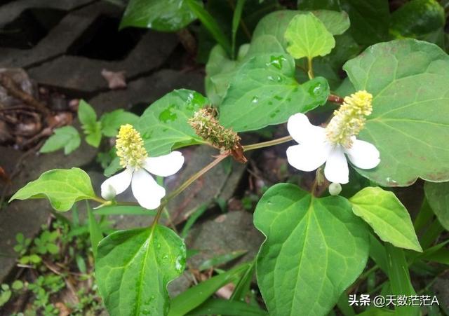 老家有几亩地,种植啥药材好？价钱好的那种,重庆这边？