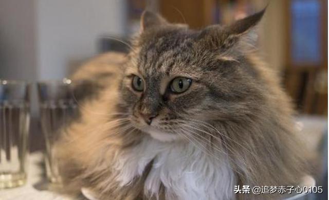 缅因猫颜色排序:什么是缅因猫，缅因猫有哪些特点？ 缅因猫颜色种类