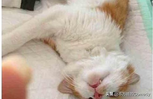 母猫绝育手术注意事项:给猫咪做绝育手术怎样做才能让猫不恨你？