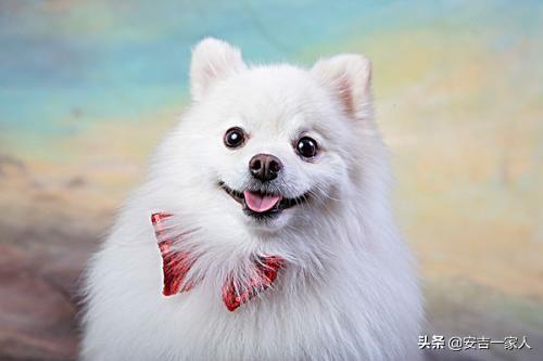 四个月美系金毛犬图片:我想养只5个月大金毛幼犬需要注意什么？