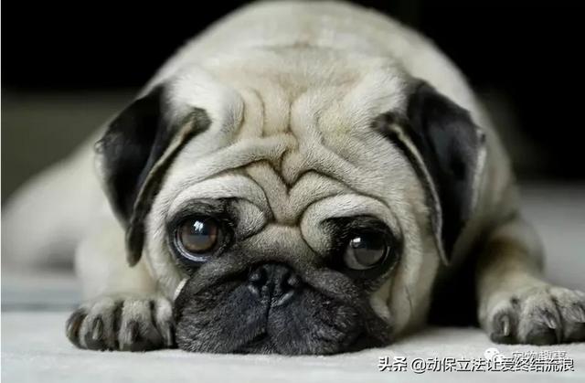 巴仙吉犬 体味:狗身上的体味与品种有关吗？