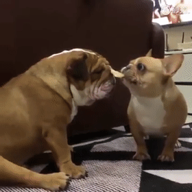 斗牛犬图片:斗牛犬图片黑色 法国斗牛犬又萌又可爱，但是有什么缺点呢？
