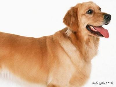 德牧趴蹄会自己好吗:德牧犬需要打什么样的疫苗？