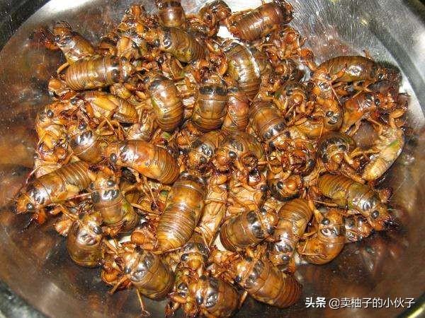 跗猴多少钱:又到了抓知了猴的季节，今年知了猴的行情如何？价格贵不贵？