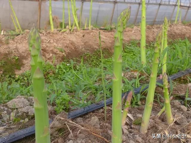 什么菜种上后可以一直吃？