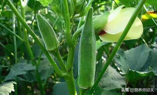 壮阳植物，韭菜为什么会被老农叫做“懒人菜”，有些地方怎么又叫“壮阳草”