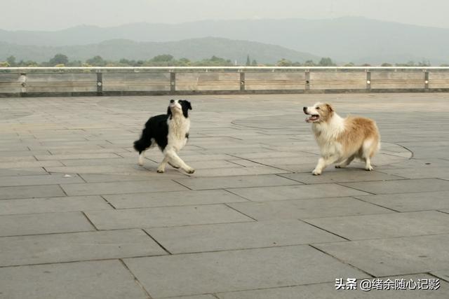 狗图片:你拍过最好的一张狗狗的照片是怎样的？