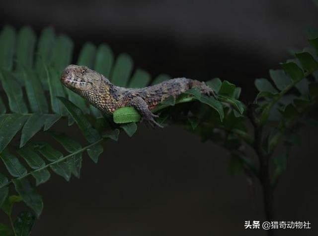 猪鼻蛇图片:遇到危险后，最会装死的动物有哪些？