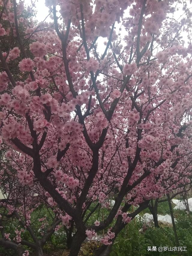 一起减肥的<a href=https://maguai.com/personal/ target=_blank class=infotextkey><a href=https://maguai.com/group/ target=_blank class=infotextkey>微信群</a></a>2020:员工离职后，公司要求交出微信，我该怎么拒绝