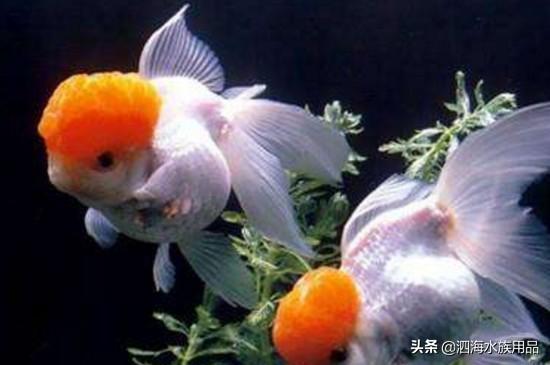 头条问答 金鱼鱼苗怎么才能养好 泗海水族用品的回答 0赞