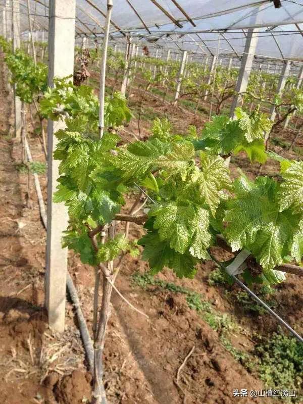 头条问答 巨峰葡萄的种植用什么架式最好 21个回答