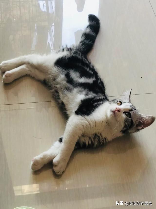 村里楼房养猫注意事项:宠物猫在农村家庭怎样正确放养？
