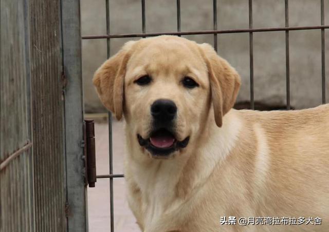 拉布拉多犬介绍图片:正宗的拉布拉多犬图片 养一只拉布拉多是一种怎样的体验？