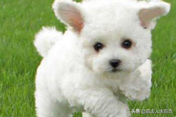小比熊犬图片:比熊犬的智商和性格简介，比熊智商排名第几名？