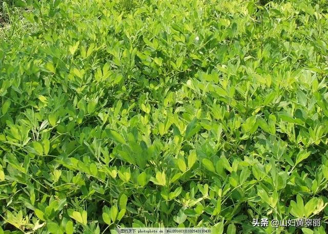 法老蚁咬人:来自美洲的外侵物种红火蚁有多危险？