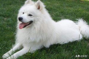 萨摩耶犬的优缺点,你知道萨摩耶有什么缺点吗？