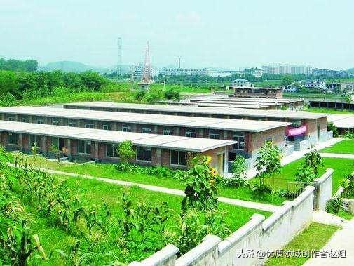 回农村发展农业,养猪可以发家致富吗？