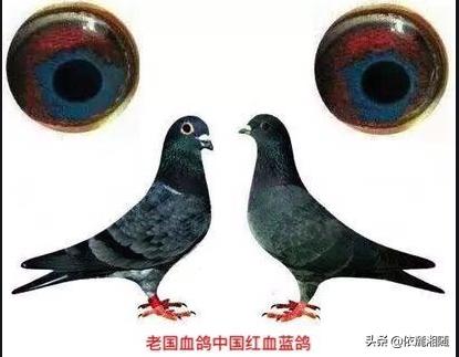 中国有哪些信鸽品种？