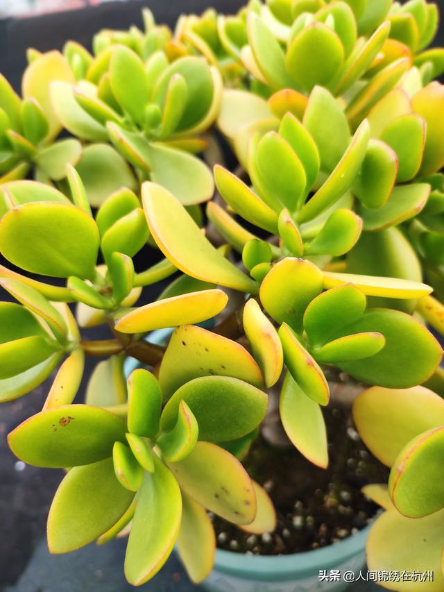 玉树养成盆景的几个技巧，为什么有人养在室内就容易挂掉呢？插图58