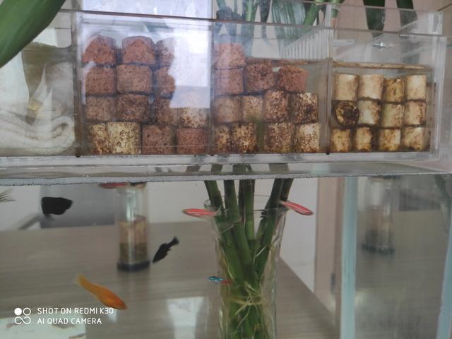 虾缸苹果螺爆缸怎么处理:虾缸苹果螺爆缸 鱼缸过滤器材长绿苔了怎么处理？