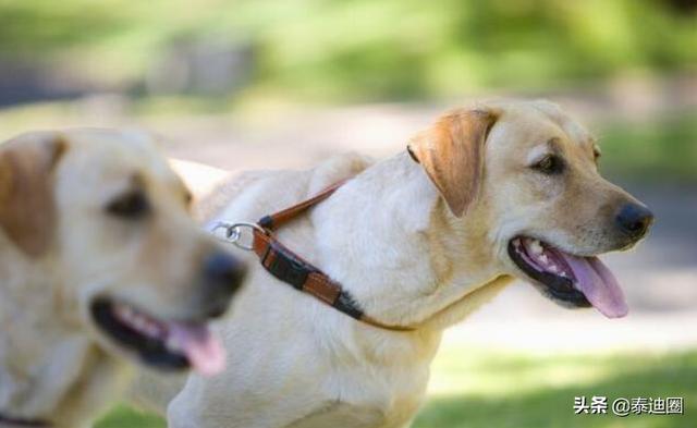 德国狐狸犬洗澡:日本狐与德国狐狸犬区别 博美犬的脾气怎么样？会护主吗？