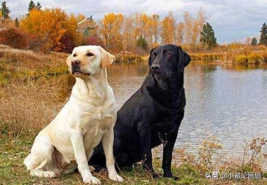 中国十大护卫犬排名榜:你认为在中国哪10种狗狗最受欢迎？