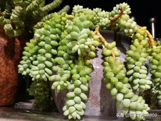 魔南景天夏季落叶怎么办:多肉玉缀全露养，夏天没遮阳，你们的玉缀会狂掉叶子吗？