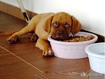 宠物犬的种类及饲料价格:有没有一些好一点的狗粮牌子，价格可以接受，对狗狗好的那种？